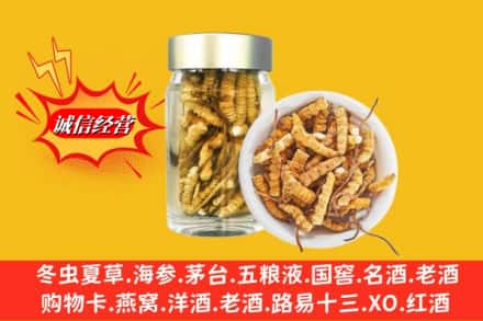 蠡县回收散虫草