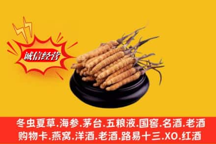 蠡县名酒回收冬虫夏草.jpg